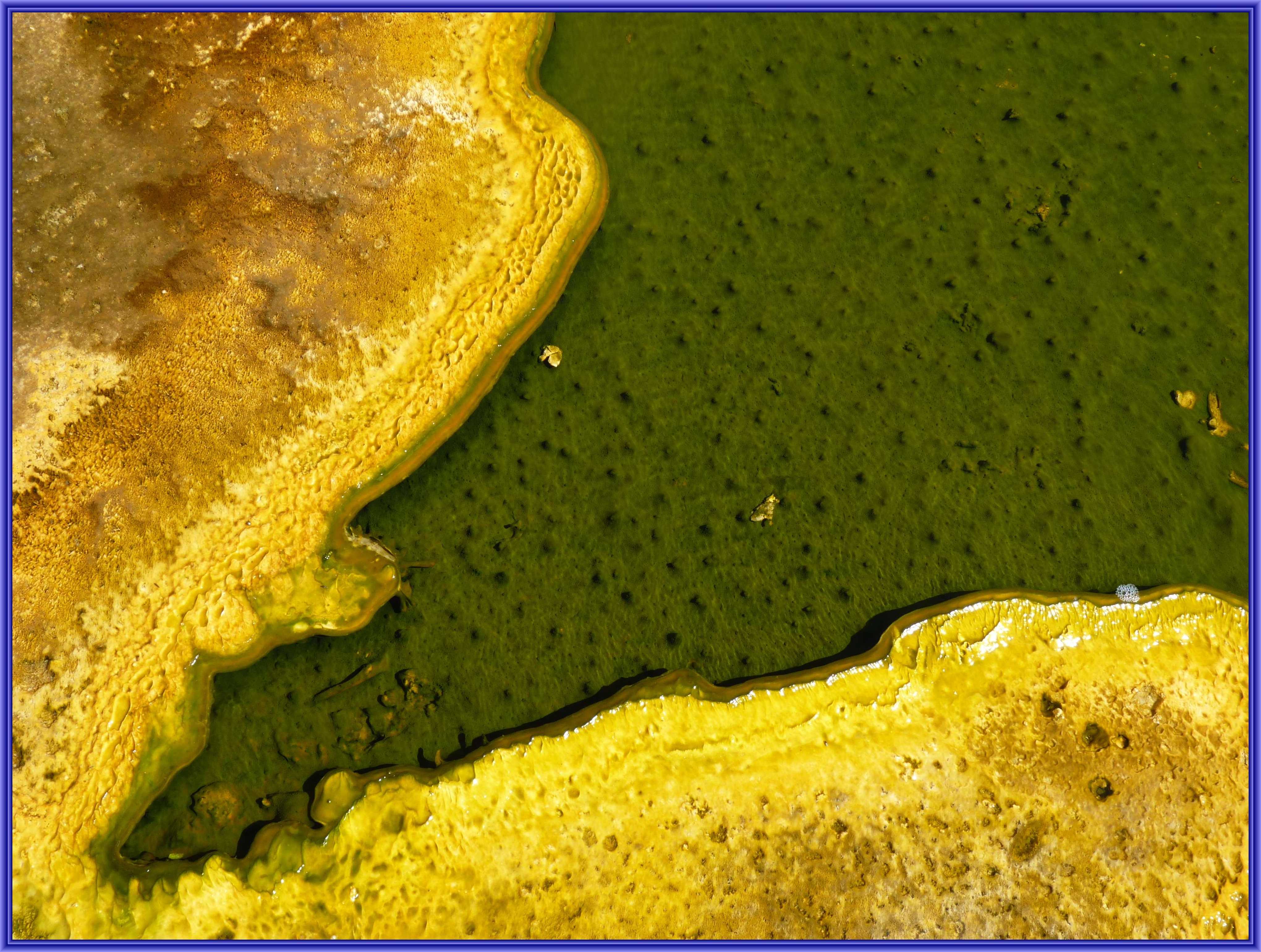 Yellostone National Park